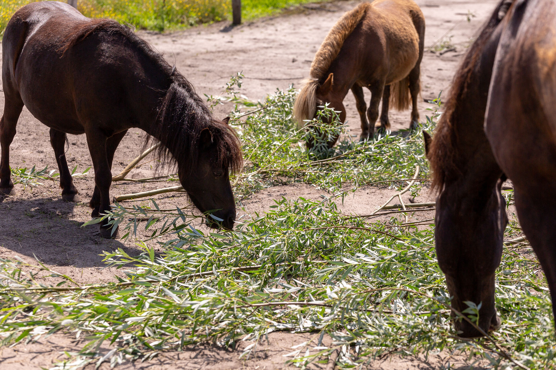 Zelf paard meenemen naar vakantiehuis Zelf paard meenemen naar vakantiehuis