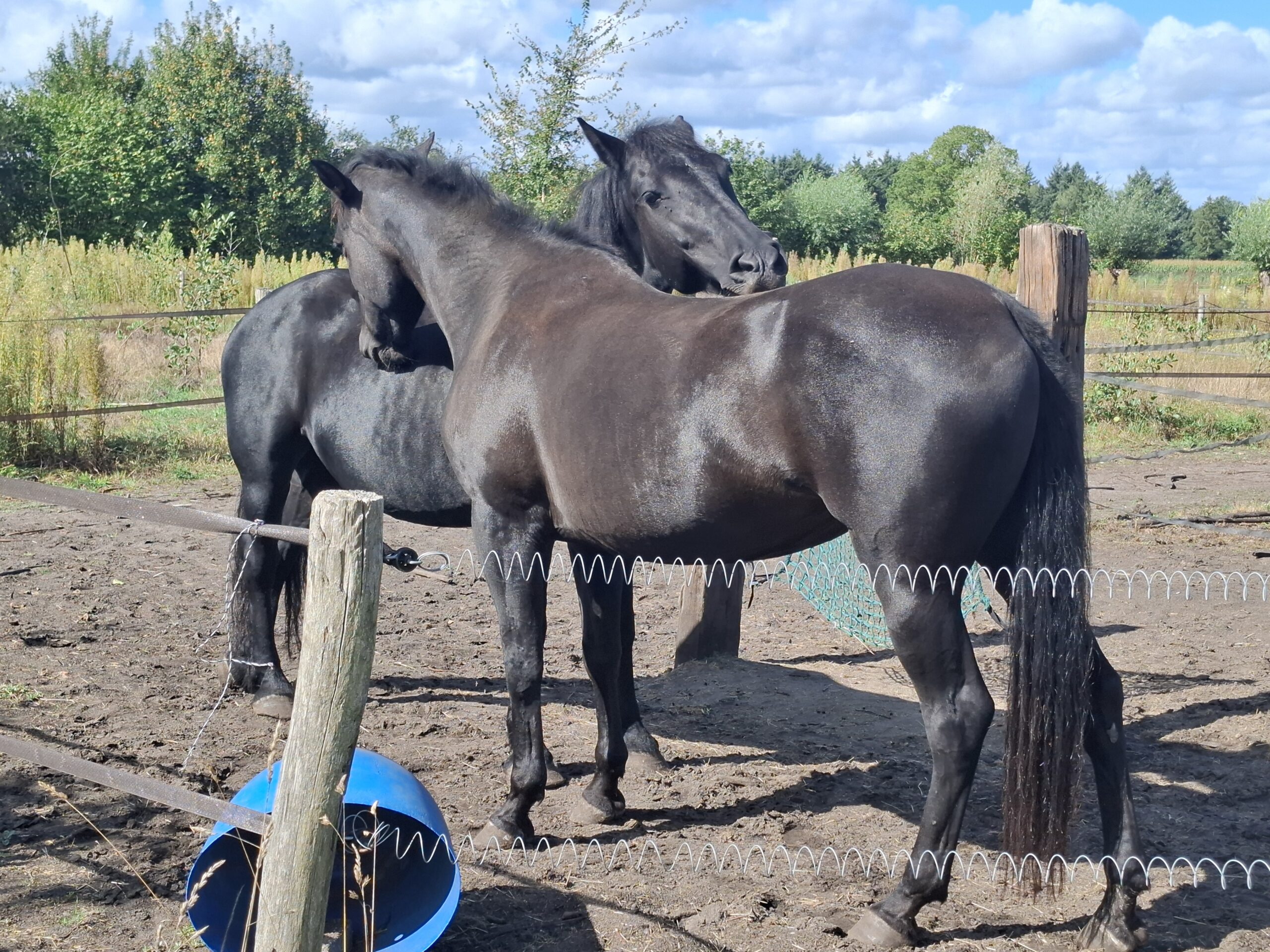 paardentaal 